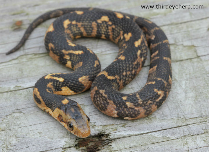 Broadbanded Water Snake